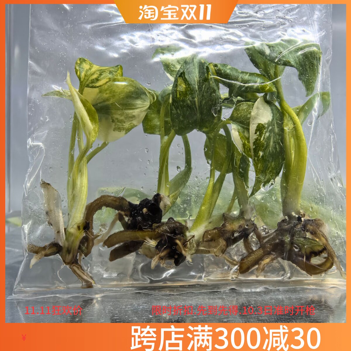 泰国网红ins洒金龟背竹苗优质棉特色绿植办公室净化空气