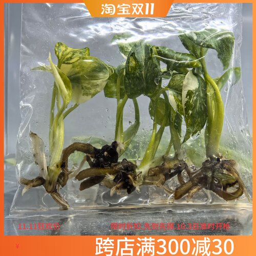 泰国网红ins洒金龟背竹苗优质棉特色绿植办公室净化空气