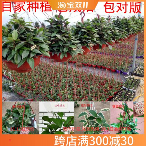 球兰草本花卉阳台办公室