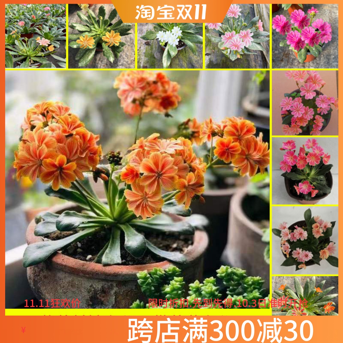 露薇花盆栽带花基地直发其他室内庭院四季开花观花小植物包邮带花