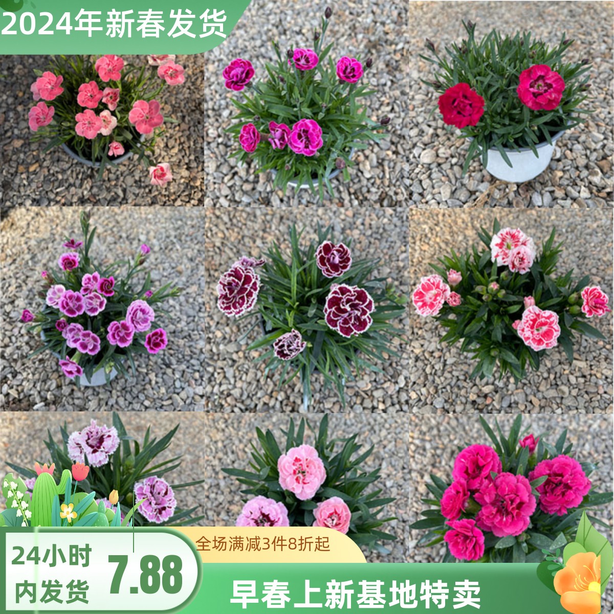 康乃馨盆栽带花苞石竹花四季花卉