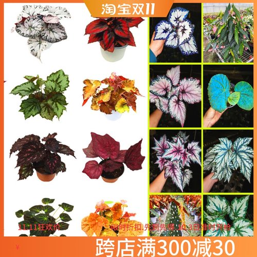 秋海棠小虫草堂盆栽黑骑士五彩蜗牛焰火室内观叶彩叶植物热带喜阴