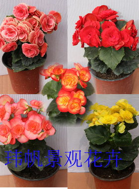 丽格海棠重瓣带花发货