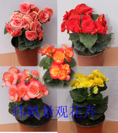 盆栽花卉丽格海棠玫瑰海棠海棠花苗重瓣带花发货好养花卉玻璃海棠