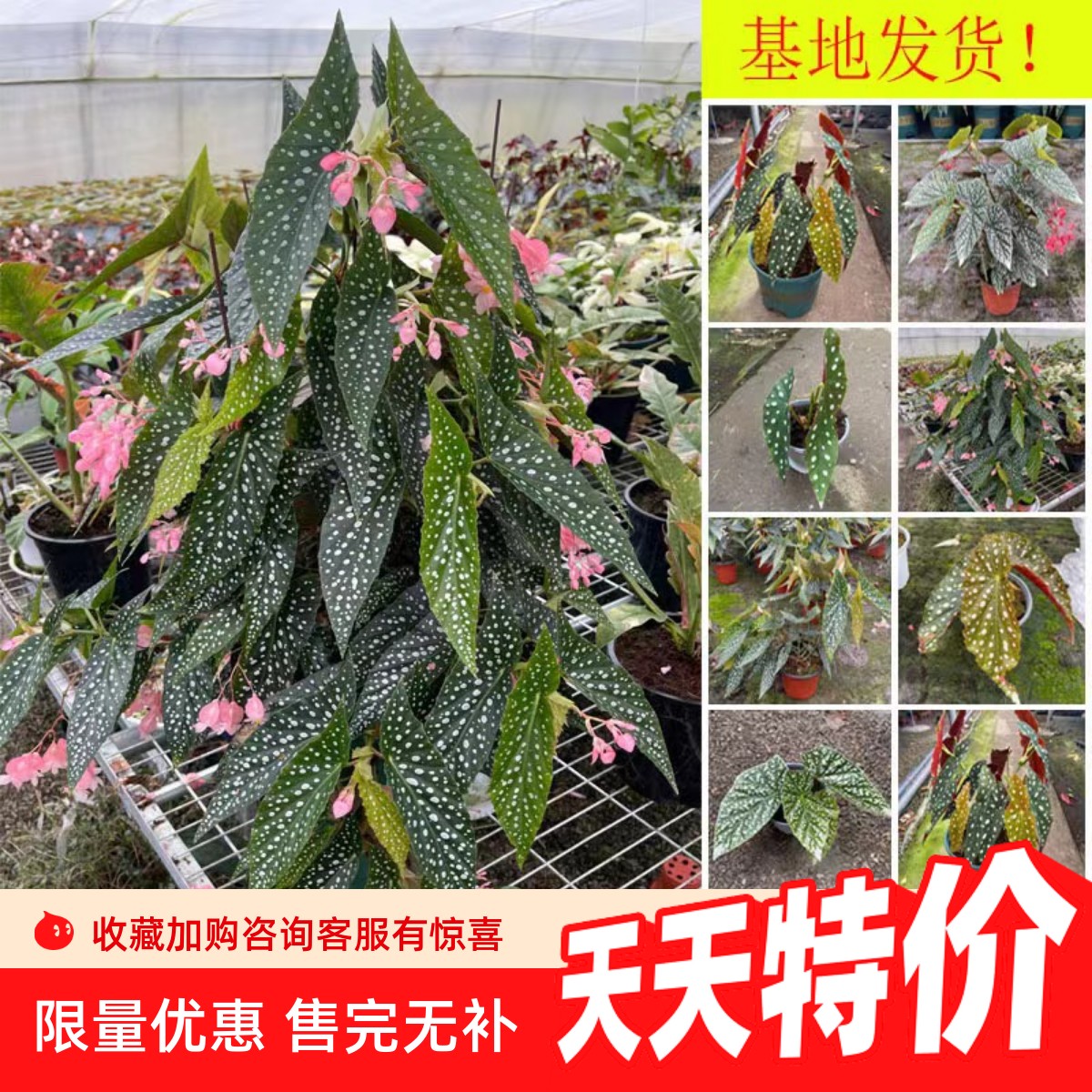秋海棠室内植物净化空气基地直发