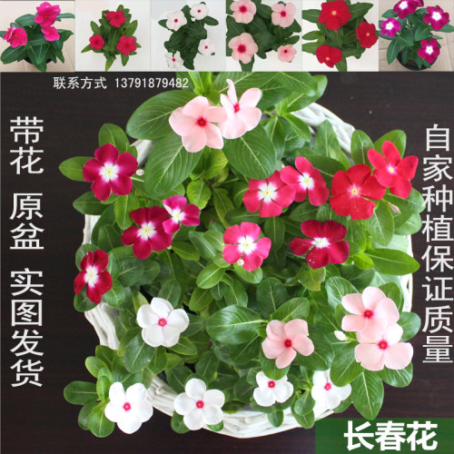 绿植盆栽桌面春季观花植物包邮