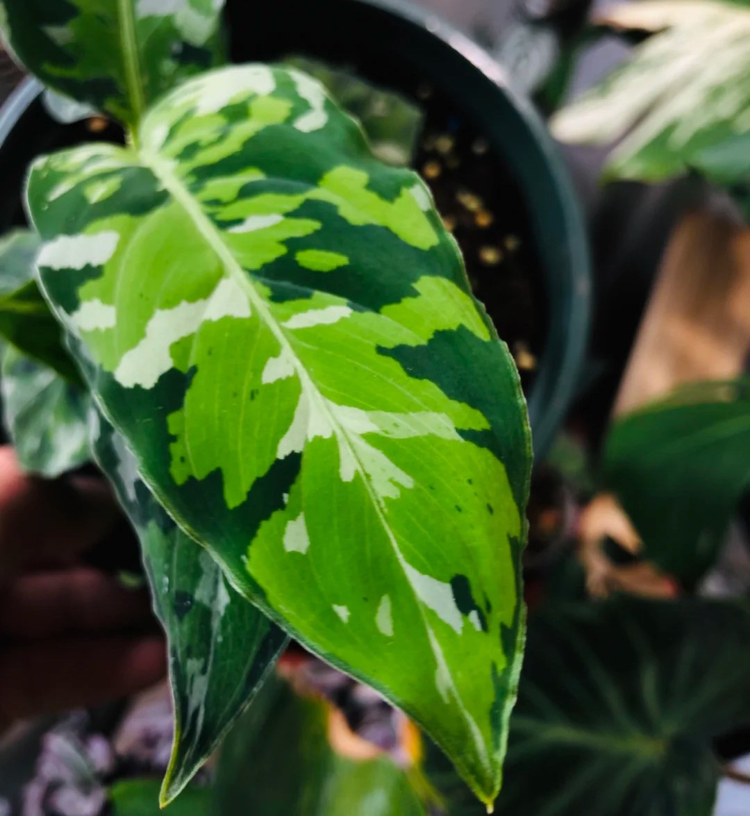 安达曼迷彩粗肋草三色AglaonemaPictumTricolor进口雨林植物