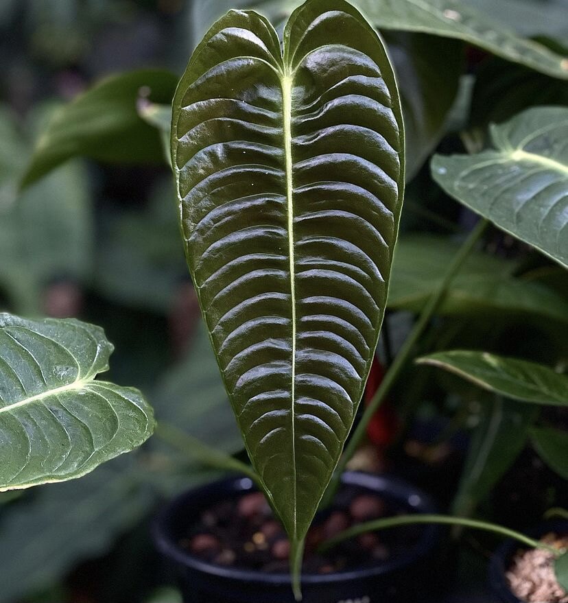 火鹤王花烛哥伦比亚皱叶花烛火鹤后 anthurium warocqueanum热植