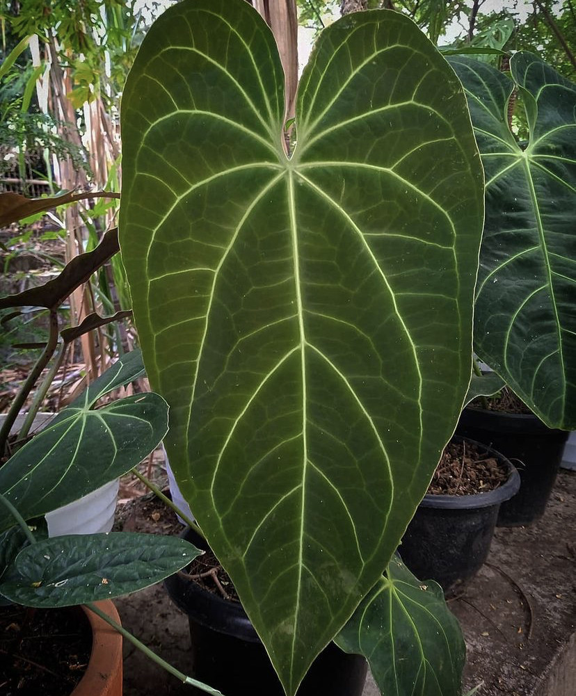 沃德花烛 anturium magnificum帝王杂华丽花烛