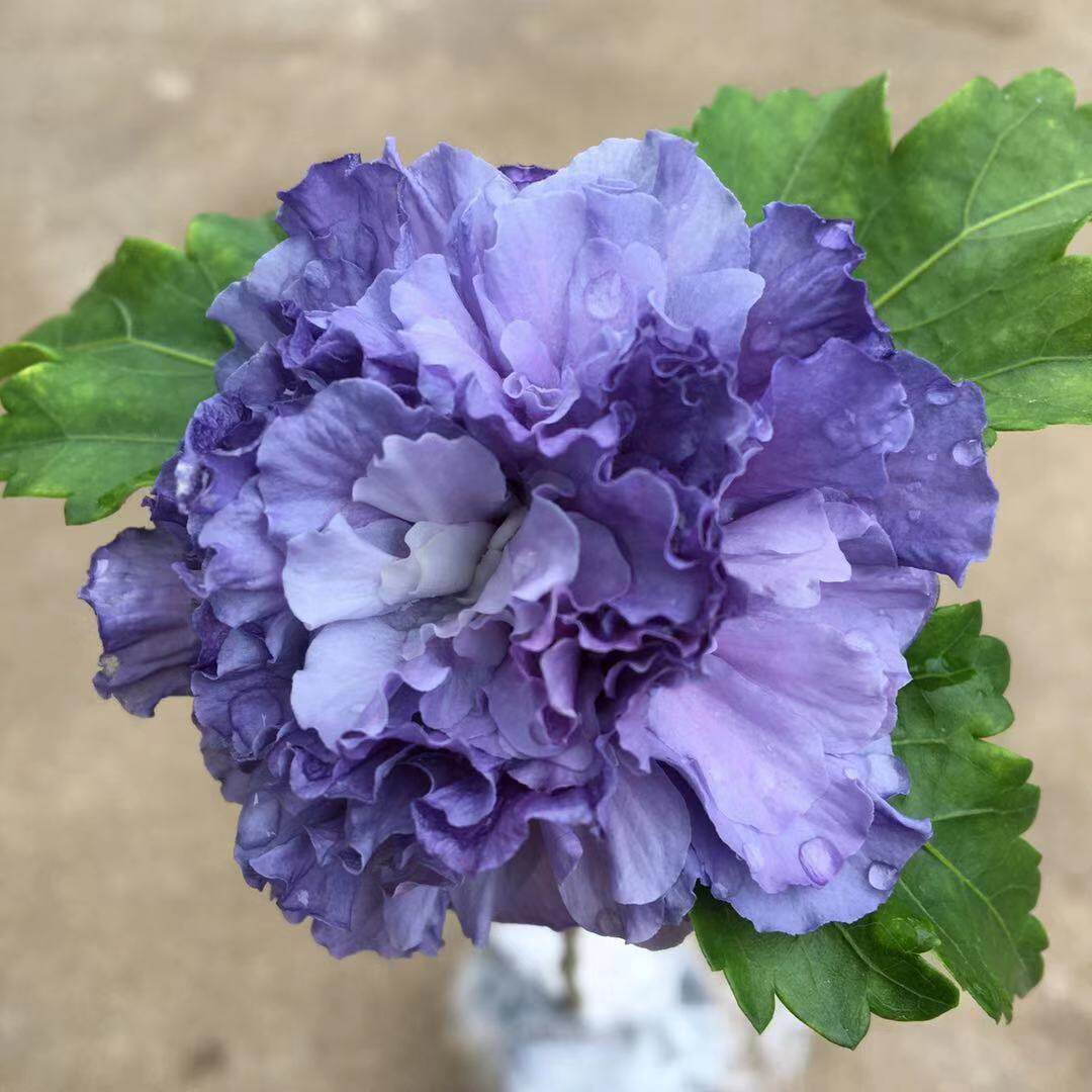 原生重瓣蓝莓冰沙木槿花苗室外盆栽花卉植物蓝色木槿耐寒抗旱丰花