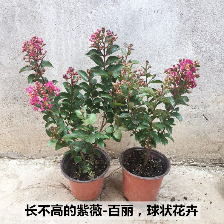 百丽紫薇盆栽美国丰花矮生型紫薇球窗台香花盆景植物带原土花灌木