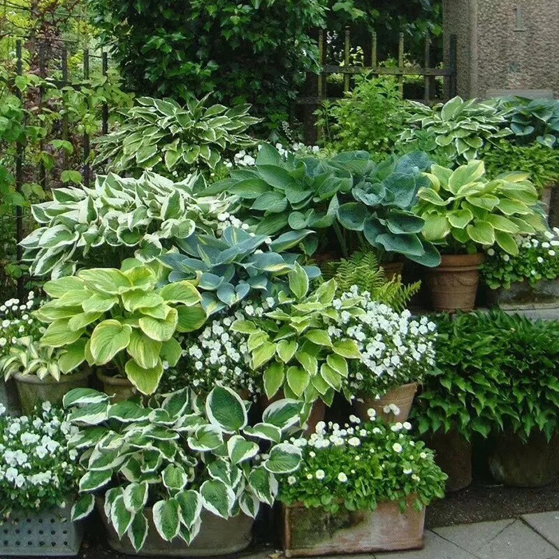 玉簪矾根花苗耐寒耐旱花卉植物室内盆栽花坛多年生宿根绿植观叶