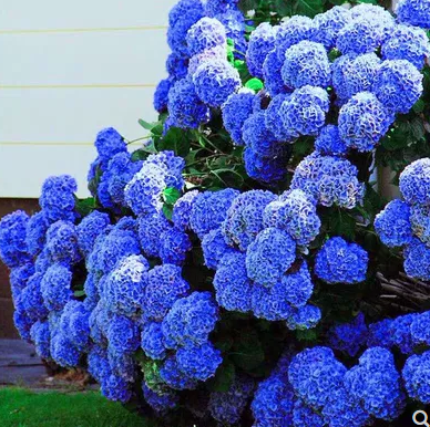 蓝色绣球新品进口日本蓝色妈妈