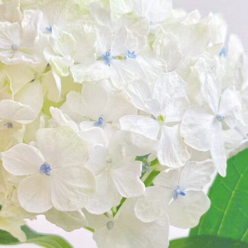 新品大花绣球青花瓷胡椒柠檬莫奈