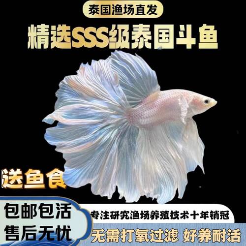 泰国斗鱼网红宠物仙女婚纱半月纯白超美热带观赏鱼好养热带鱼耐活