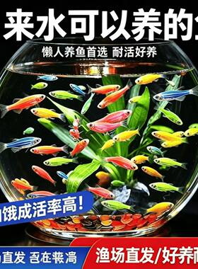 桌面斑马鱼迷你养鱼神器淡水鱼彩色好养耐活新手闯缸观赏小鱼