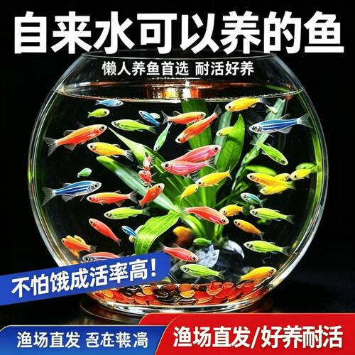 桌面斑马鱼迷你养鱼神器淡水鱼彩色好养耐活新手闯缸观赏小鱼