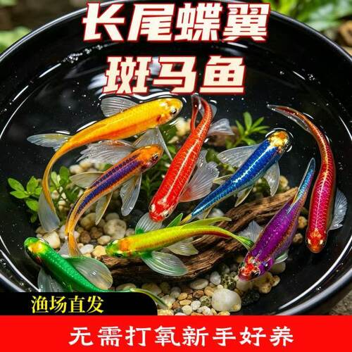 大号长尾蝶翼斑马鱼冷水翡翠龙凤七彩小型观赏鱼荧光活鱼好养养活