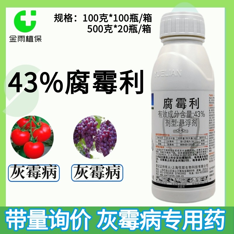 灰霉病悦速灵43%腐霉利灰霉病图片