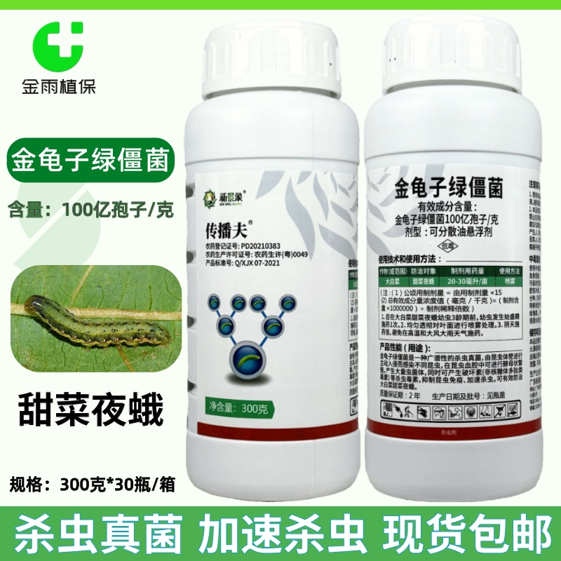 传播夫金龟子绿僵菌农药杀虫剂