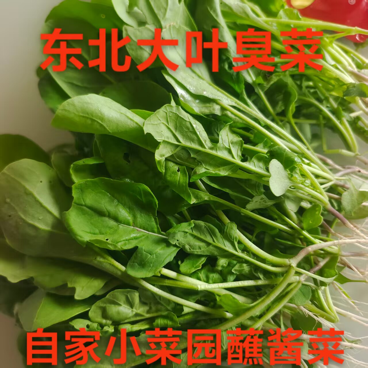 东北大叶臭菜生吃蔬菜蘸酱菜芝麻叶菜类