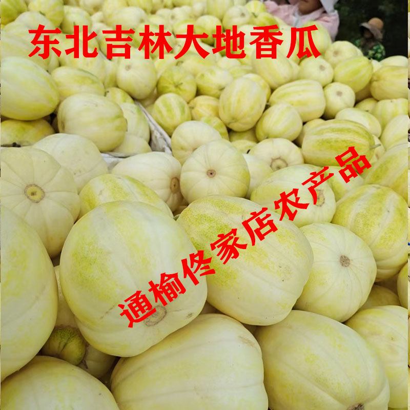 正宗东北吉林通榆和平香瓜大地甜甜瓜