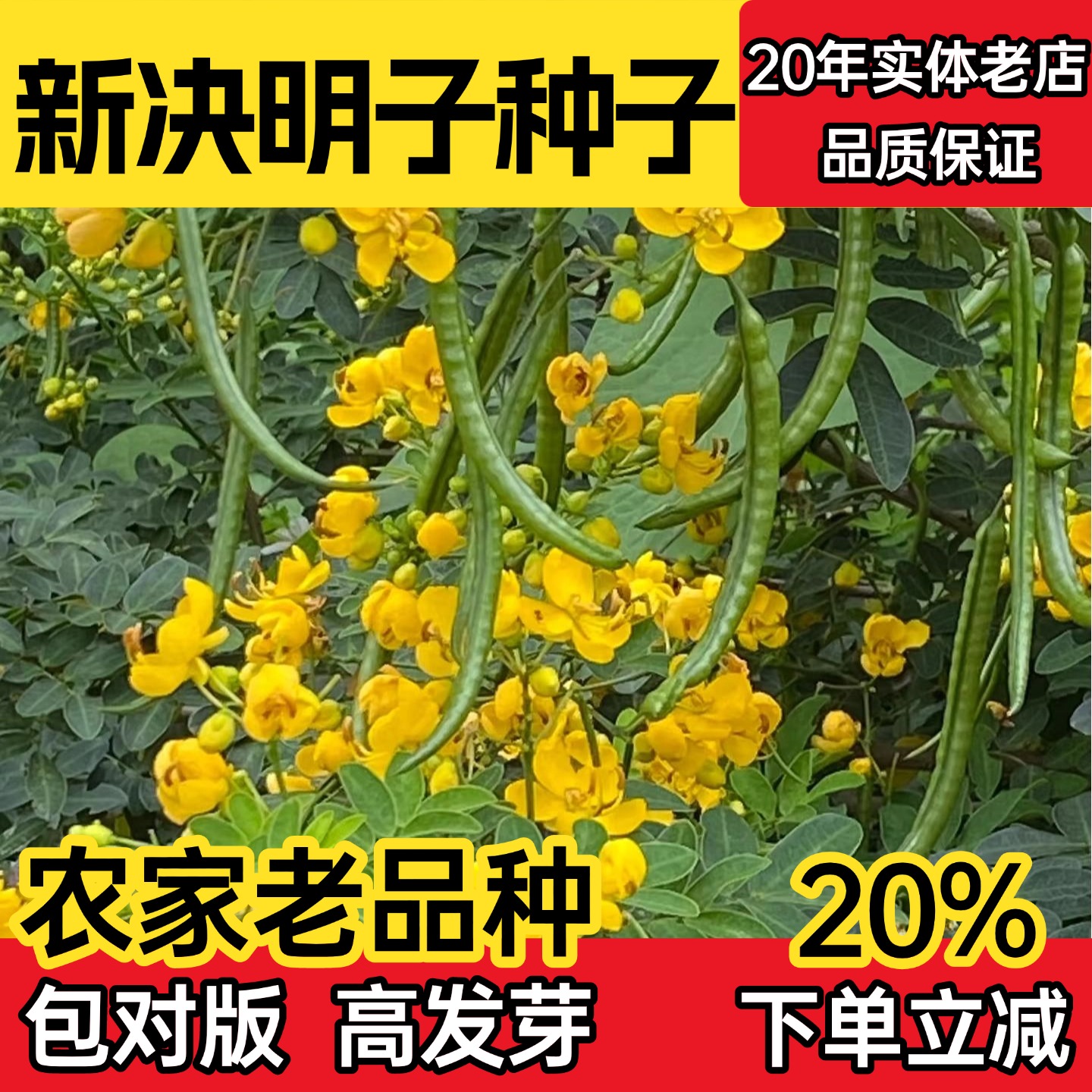 决明子种子 中药材生决明子种籽草决明孑春季种植玩具沙可装枕头