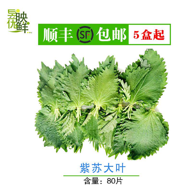 【昱映优鲜】新鲜紫苏叶大叶八十片  五十克左右一盒