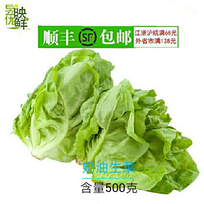 【昱映优鲜】新鲜奶油生菜 波士顿生菜西餐沙拉菜500克