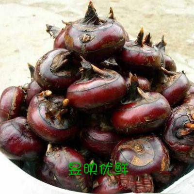 【昱映優鮮】新鮮荸薺 馬蹄 地栗500g