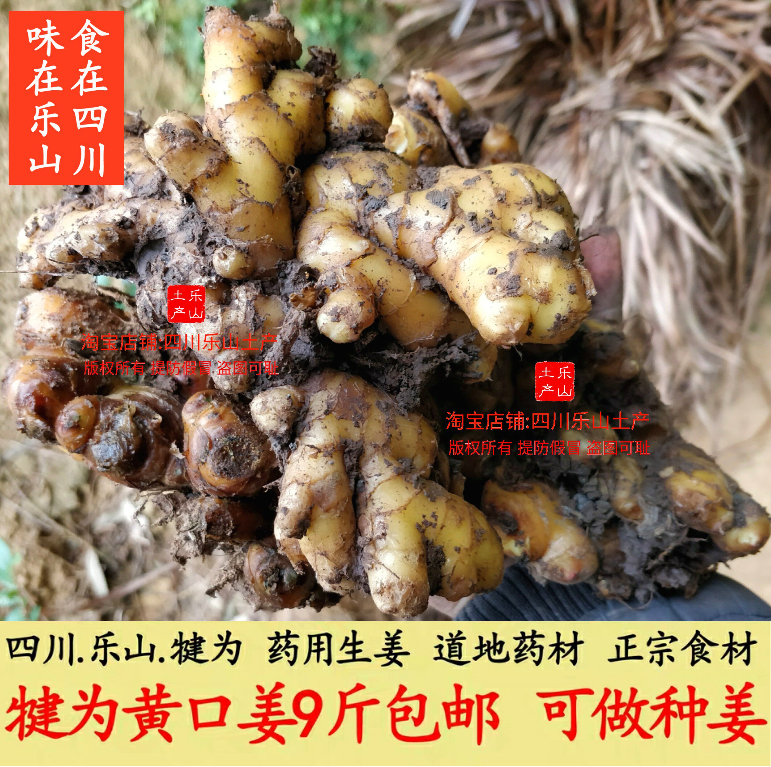 犍为黄口姜生姜 四川乐山小黄姜 道地川干姜鲜姜 筠姜 窖藏老姜