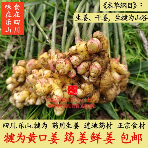 犍为生姜 黄口姜 四川乐山小黄姜 窖藏老姜道地四川干姜 鲜姜均姜