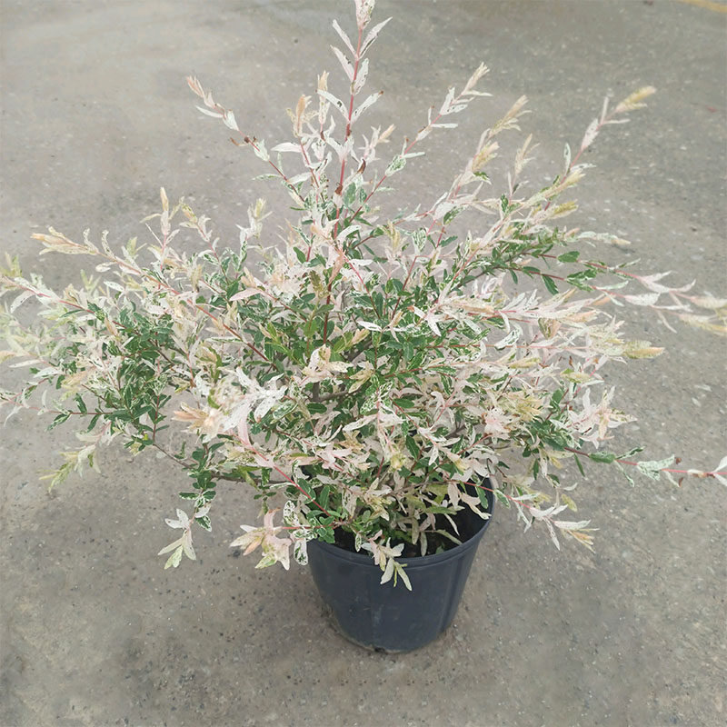 花境灌木,花境花卉(第2页)_大山谷图库