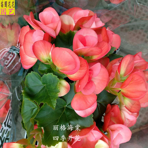 秋海棠花质量怎么样 秋海棠花口碑怎么样 小麦优选