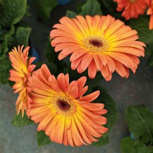 非洲菊扶郎花花苗阳台花卉庭院植物多年生耐寒耐热盆栽