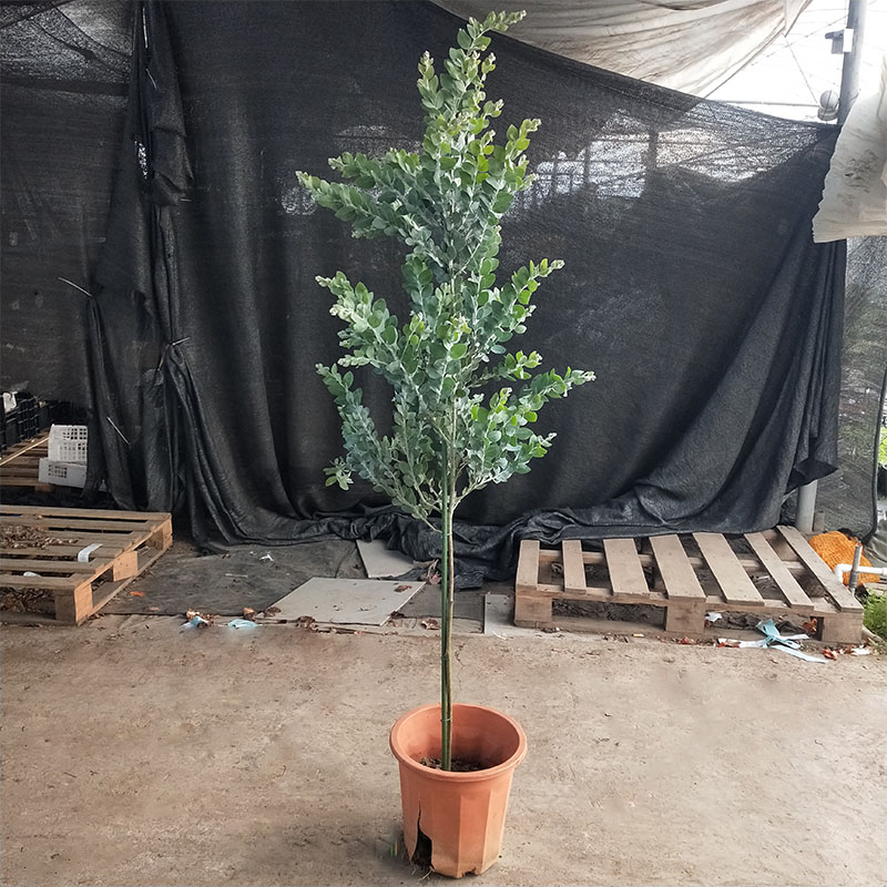 银叶金合欢室外芳香花卉
