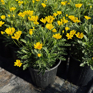 黄金菊盆栽室外阳台植物小金菊花苗开花黄色耐寒耐热小雏菊带花苞