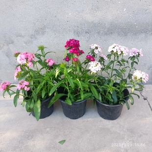 绣球须苞石竹花球型带花苞耐寒阳台小花草花卉霹雳石竹