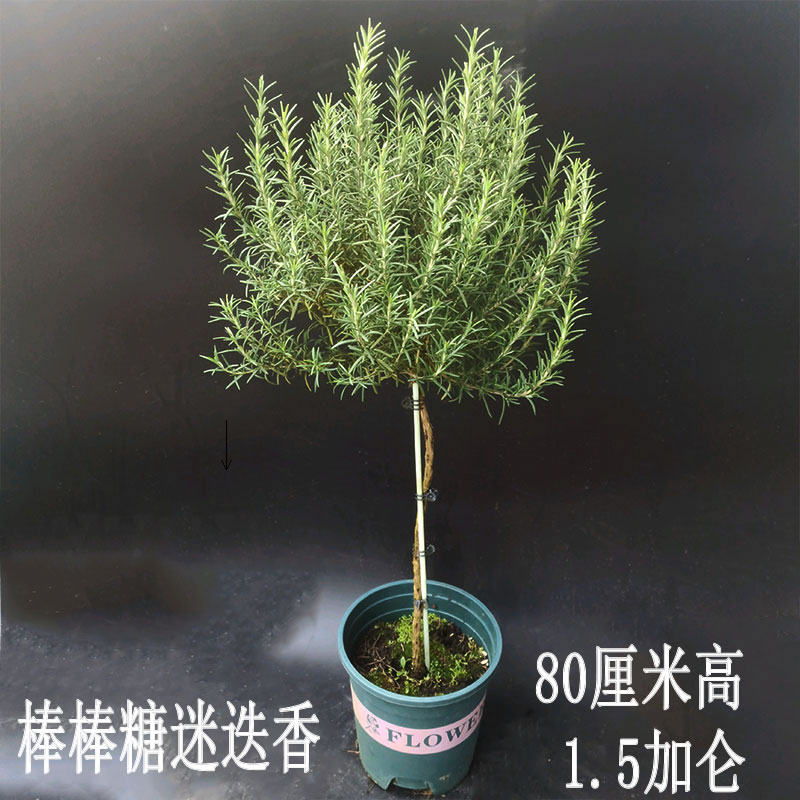 棒棒糖迷迭香老桩匍匐盆栽可食用香料植物多年生庭院阳台绿植