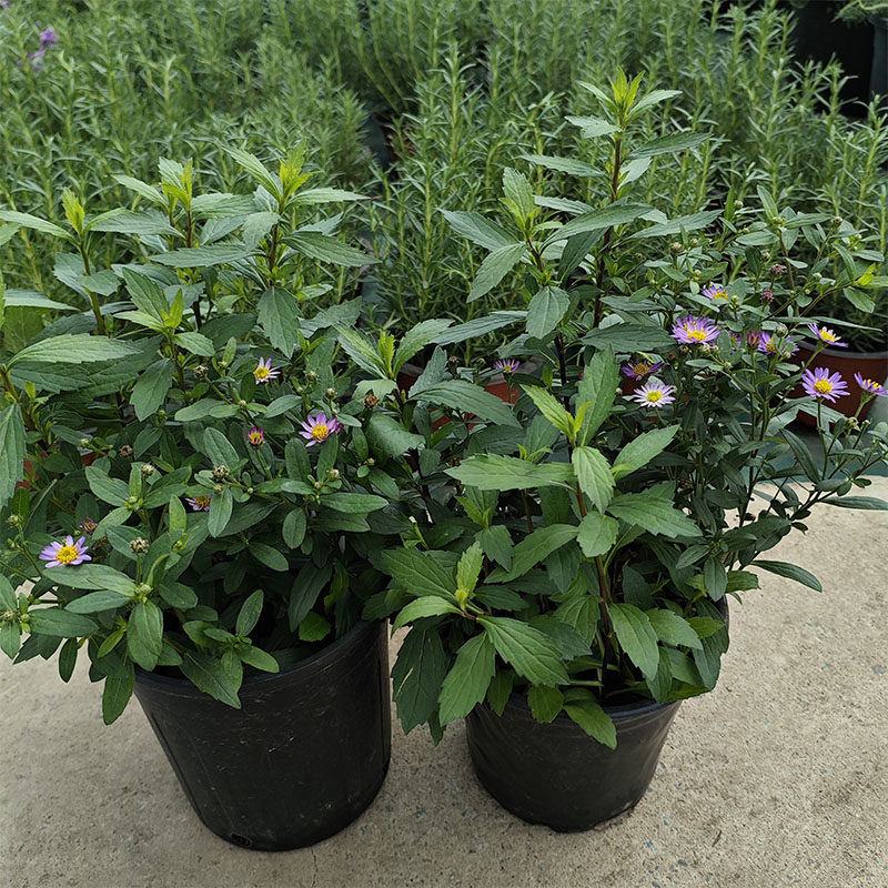 狭叶马兰盆栽野甘菊花苗多年生耐寒耐热庭院花园花镜植物