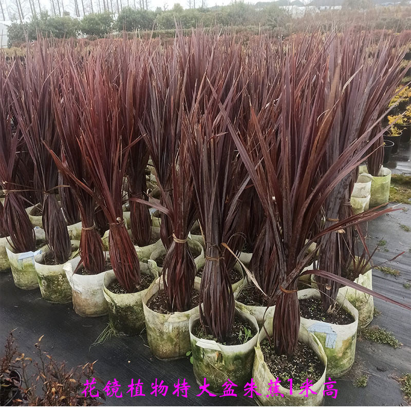 澳洲红朱蕉盆栽苗红巨人观叶花镜植物暗红色绿植庭院楼顶美观