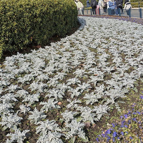 耐寒银叶菊盆栽庭院绿化观叶