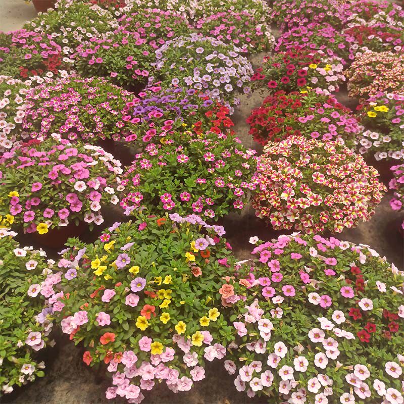 庭院舞春花植物喇叭花百万小铃