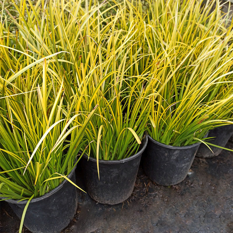 金边石菖蒲金线石菖蒲多年生宿根绿植观赏草花园庭院植物