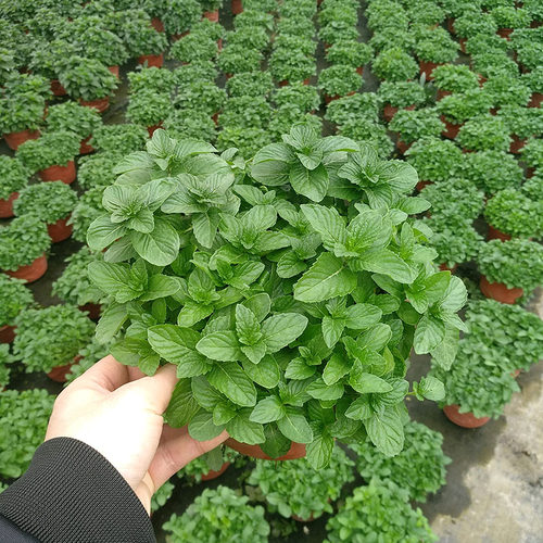 食用香草花苗柠檬罗勒盆栽可食用百里香西餐烘焙小叶薄荷迷迭香甜 - 封面