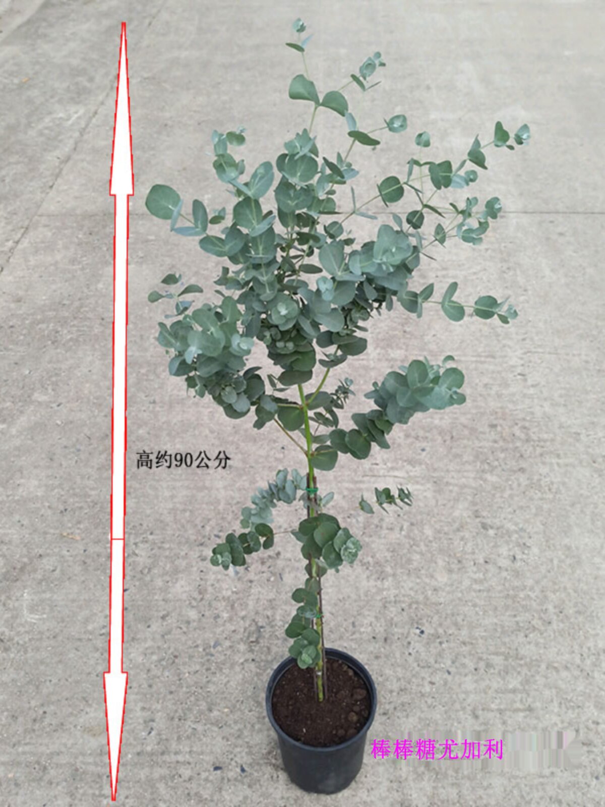 棒棒糖尤加利苗盆栽植物蓝桉北欧蓝宝贝庭院银水滴桉心叶观叶芳香