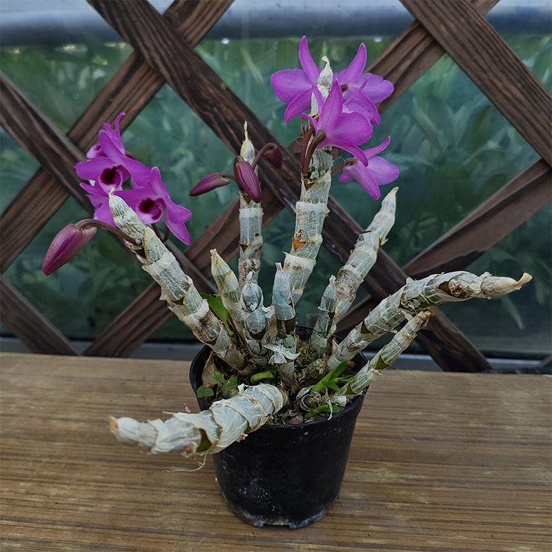 麝香石斛可食用可观赏块根植物盆栽可开花植物易活室内耐阴花卉