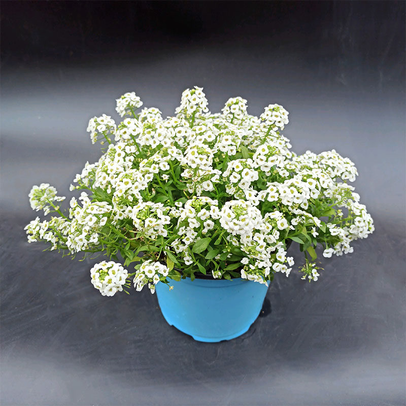 香雪球盆栽花苗花镜地被植物阳台庭院开花芳香花卉美观园艺,鲜花速递/花卉仿真/绿植园艺,时令草本花卉,淘宝优惠券,粉丝福利购,淘宝优惠卷