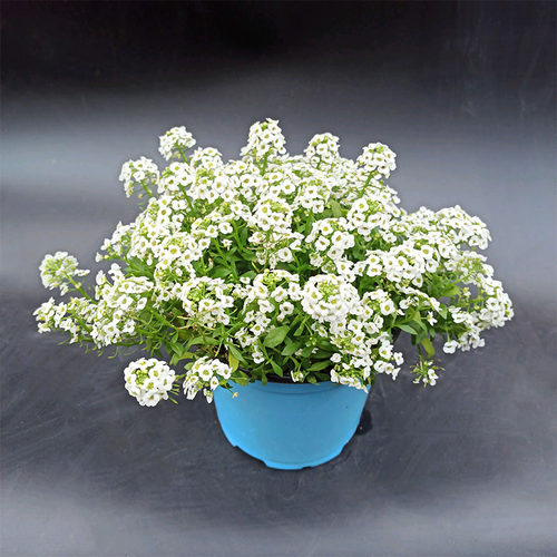 香雪球盆栽花苗花镜地被芳香花卉