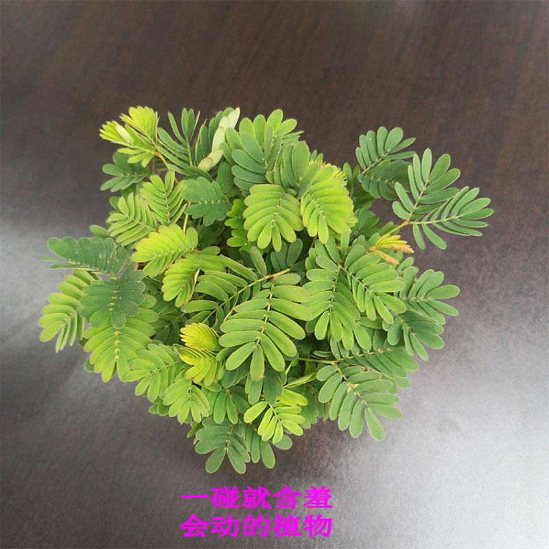 含羞草盆栽 迷你小植物 知羞草绿植神奇会动植物一碰叶子伸缩含羞